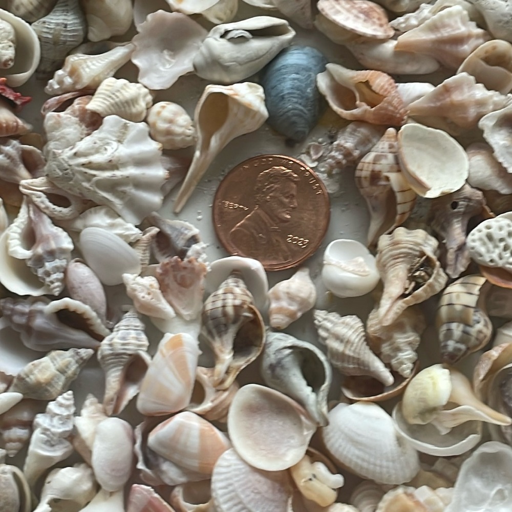 Shells